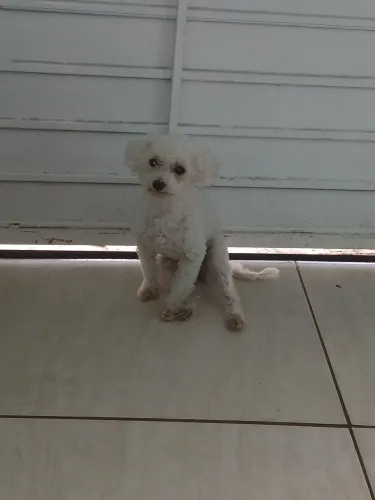Procuro o namorado pra Sofia.
