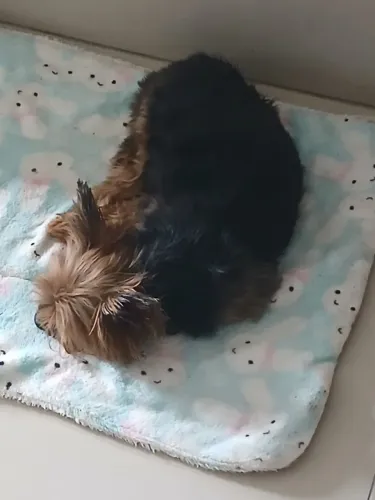 Cuido de Cachorros com Amor e Responsabilidade