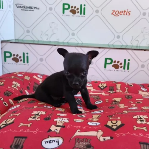 Pincher pretinhos com chiuaua