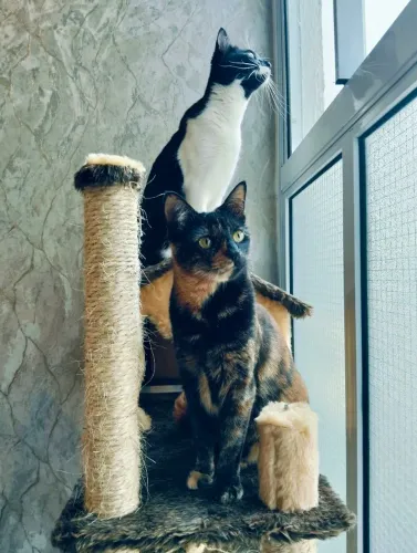 DOAÇÃO DE GATINHOS
