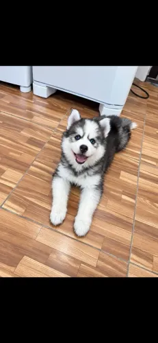 Vende se husky siberiano fêmea