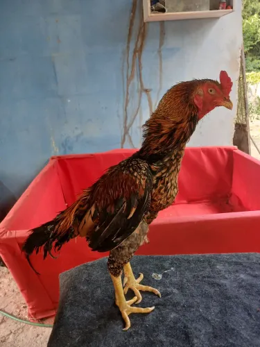 Galo de raça