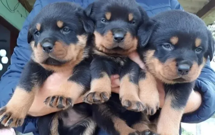 Rottweiler Filhotes Grandes e Fortes.