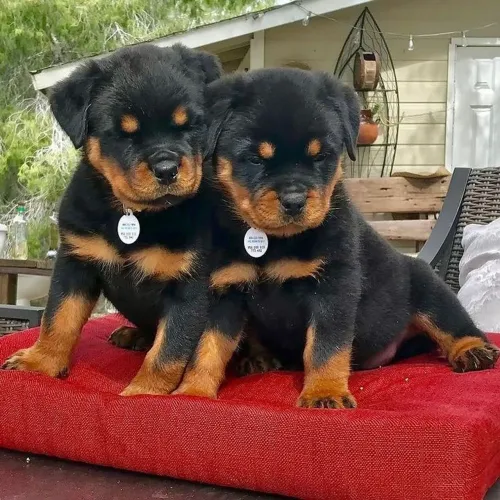 Rottweiler pronto para viver tudo com você 