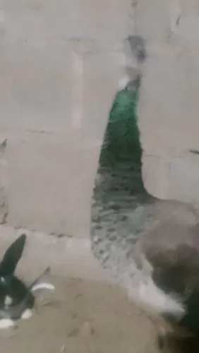Está à venda