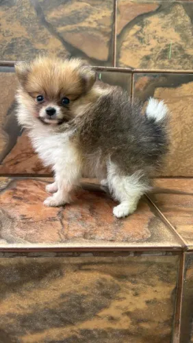 Lulu da Pomerânia simplesmente lindo