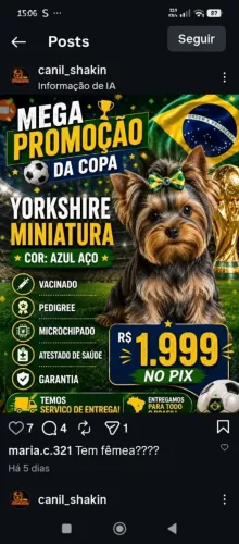 Yorkshire Miniatura