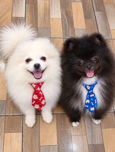 Machinhos de Lulu da Pomerânia para entregar ac cartão