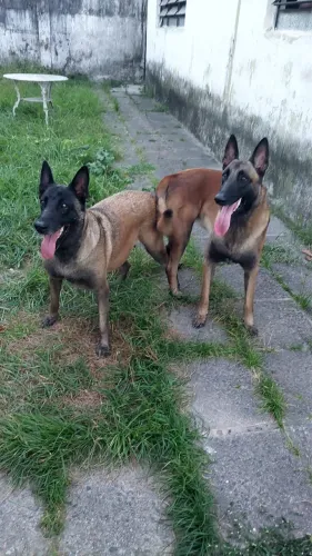 Vendo filhotes de pastor belga malinoar 