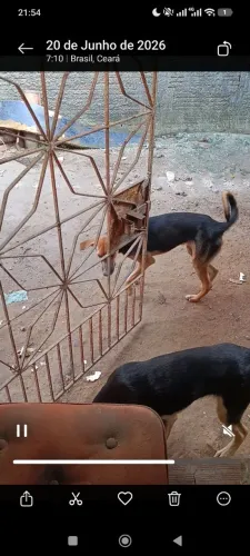Estou doando 2 cachorros adultos sendo 1 fêmea e 1 macho