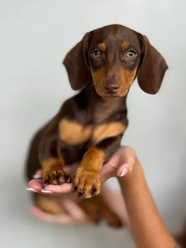 Dachshund fêmea chocolate 