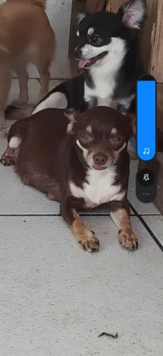 Ninhadade chihuahua pra julho e entrega final de agosto