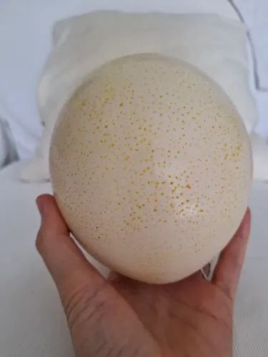 Casca de ovo de avestruz inteira e vazia para artesanato
