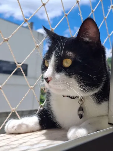 Doação Gato Frajola