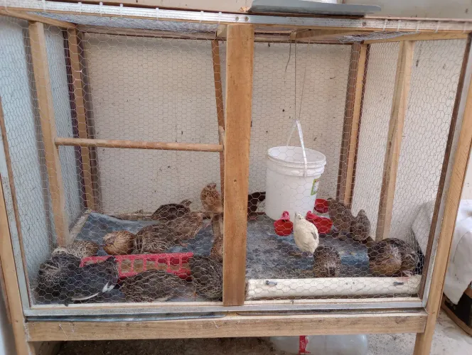 Viveiro para vende 