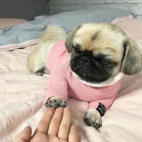 Filhote Pug, Seus melhores momentos começarão ao lado de um filhotinho!