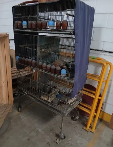 Bateria Para Criação De Codornas 160 Aves Poedeiras