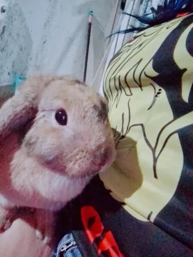 Vendo coelho/Fêmea