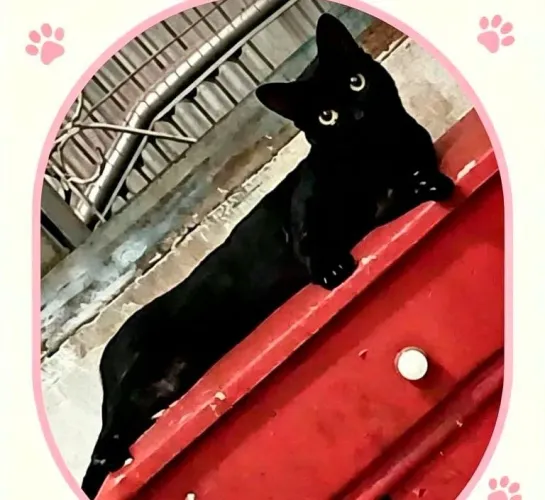 Doa-se linda gatinha black