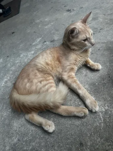 GATO LARANJINHA