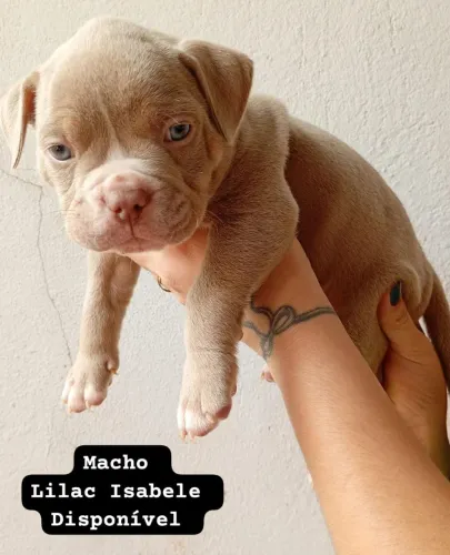 Filhotes de American Bully 