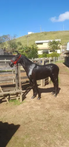 Potra preta de 2 anos marcha batida muito boa de índole 