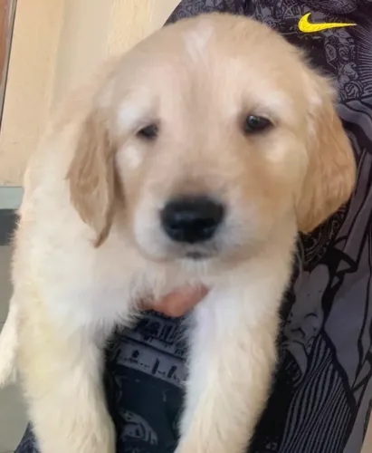 Golden Retriever PURO