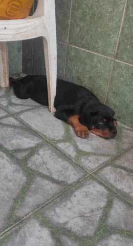 Filhote de Rottweiler