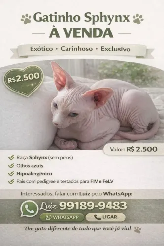 Gato Sphynx