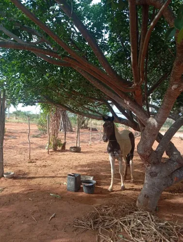 Potra mangalarga no precinho 