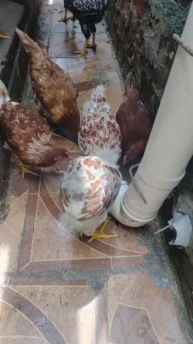 Lote com 10 galinhas próximo a iniciar postura 