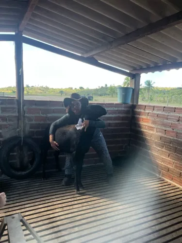 Carneiro Santa Inês