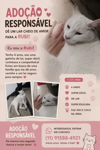 Doação de Gata Fêmea super Dócil