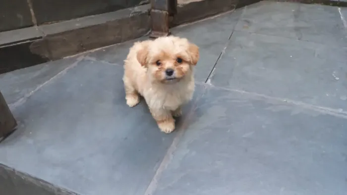 Poodle mini toy femea