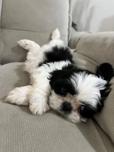 Shihtzu machinho