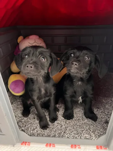 Adoção de filhote de cachorro 