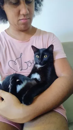 Gato Famea