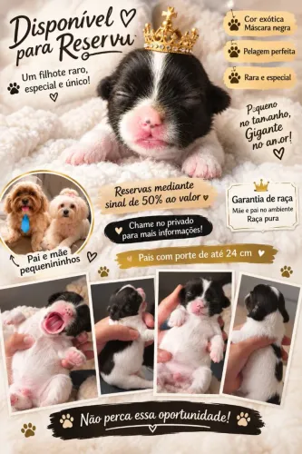 Lhasa apso para reserva