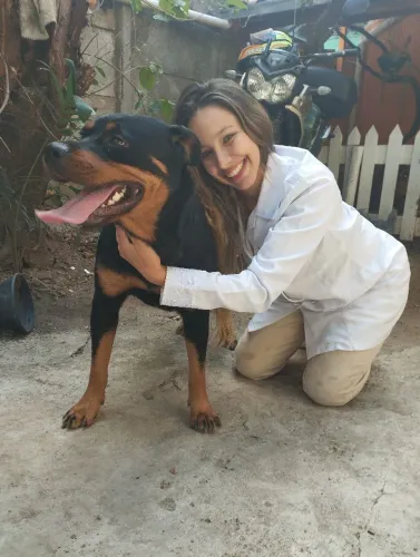 Rottweiler cabeça de touro