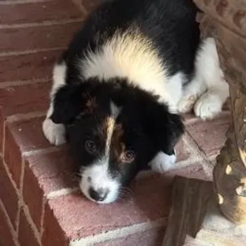 Border Collie,Border Collie Filhote Disponível Alta Qualidade