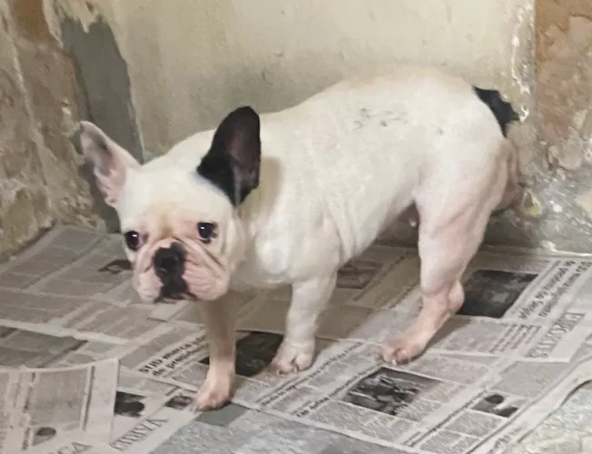 3 fêmeas de Buldog francês