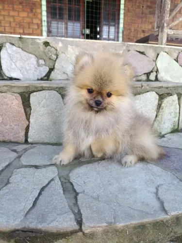 Promoção de Macho de Spitz Alemão Anão