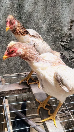 Lindas frangas da raça Mura ideal para matrizes com 6 meses valor individual r$ 300