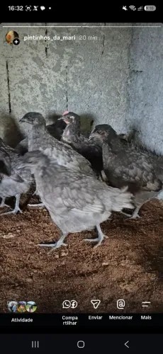 PINTINHOS E OVOS GALADOS