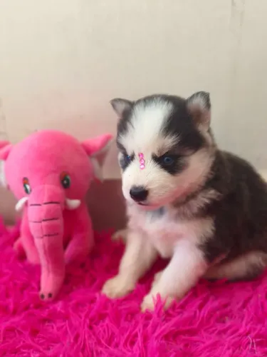 Filhotes Husky Siberiano com pedigree