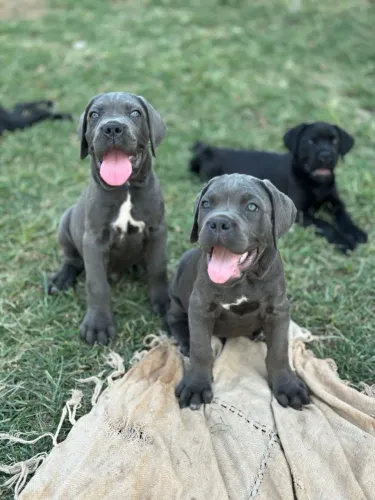 Filhotes de Cane Corso