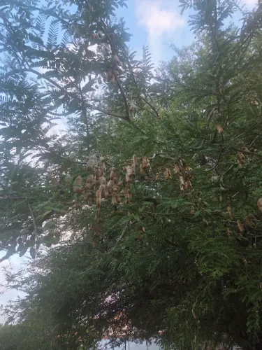 Fruto do tamarindo no pe,em Aquira,