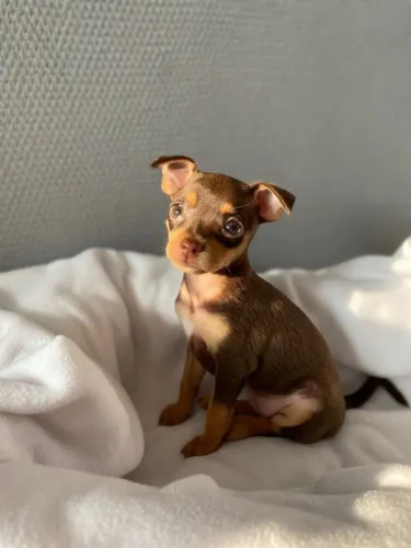 Filhote de cachorro Pinscher/Pincher super dócil e pronto para o lar saudável