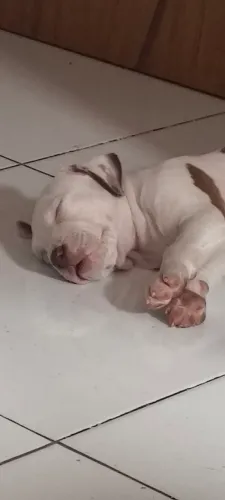Vendo filhote de American Bully