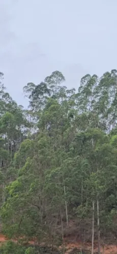 5.000m2, com vista, escritura energia, pego veículos, parcelo, Domingos martins, tem tres